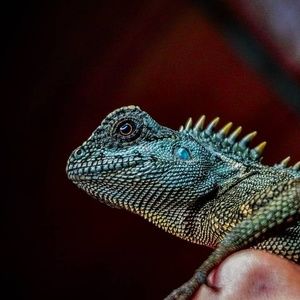 Meet your Posher, Ivan